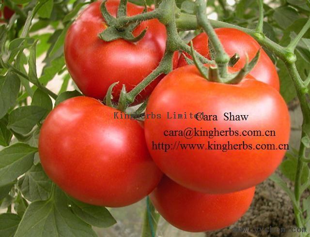 Supply China Tomato Extract /Lycopene 