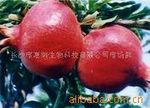 Pomegranate Rind Extract