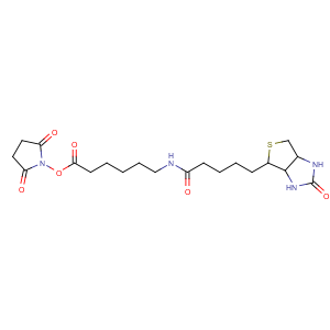 CAS No:72040-63-2 (2,5-dioxopyrrolidin-1-yl)<br />6-[5-[(3aS,4S,6aR)-2-oxo-1,3,3a,4,6,6a-hexahydrothieno[3,<br />4-d]imidazol-4-yl]pentanoylamino]hexanoate